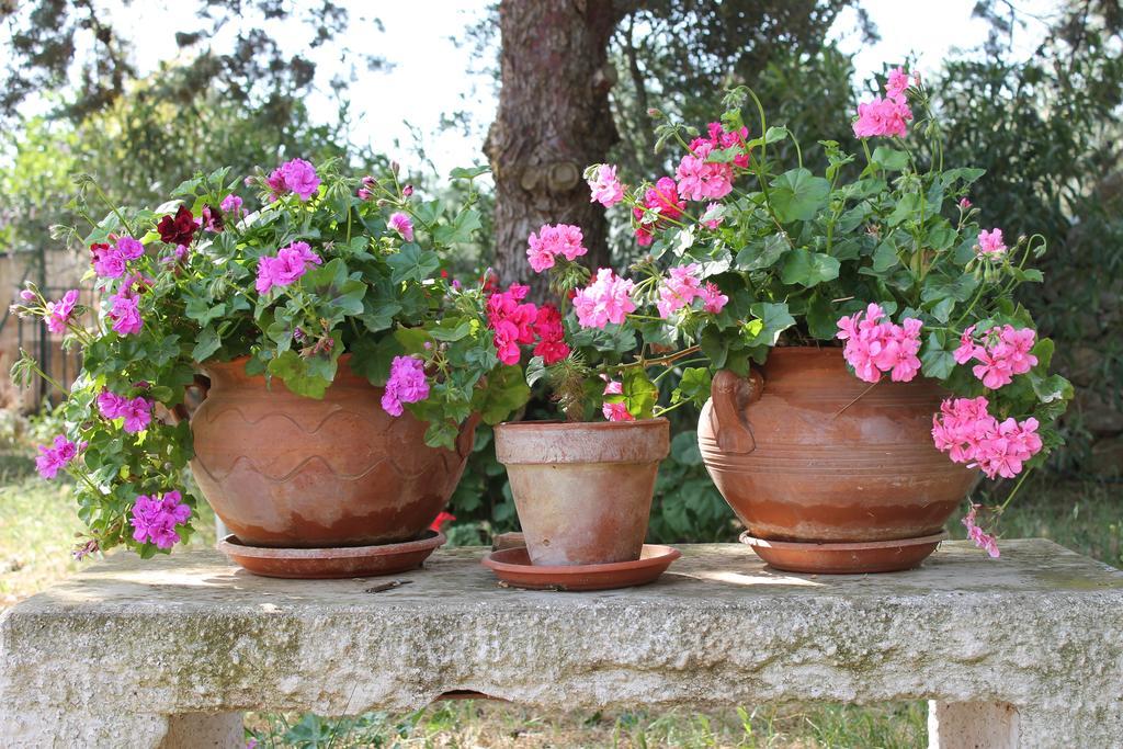 Masseria Gianecchia 奇斯泰尼诺 外观 照片