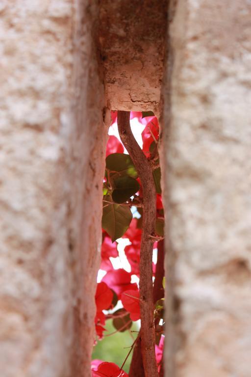 Masseria Gianecchia 奇斯泰尼诺 外观 照片