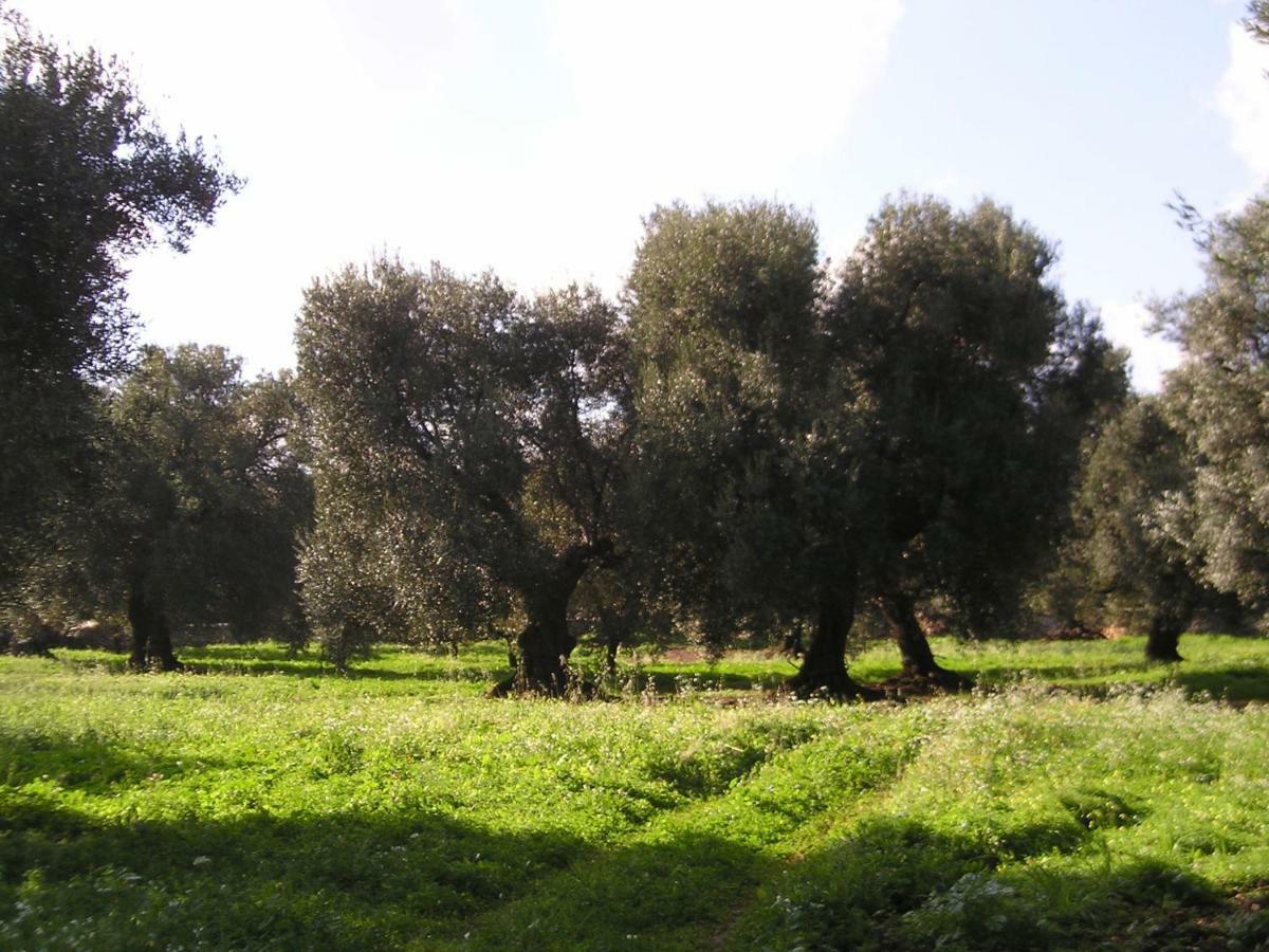 Masseria Gianecchia 奇斯泰尼诺 外观 照片